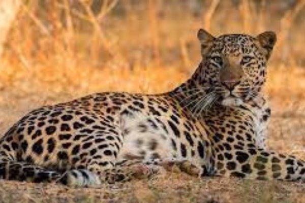 Kumbhalgarh Taxi Service